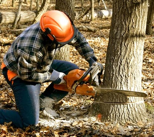Tree Removal in Cement City, MI